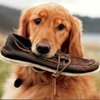 Sperry Top Sider:  Bootsschuhe mit Geschichte - 